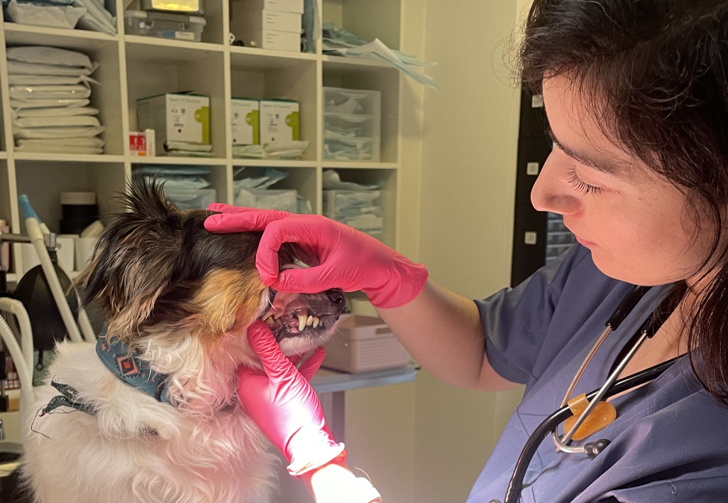 dental care